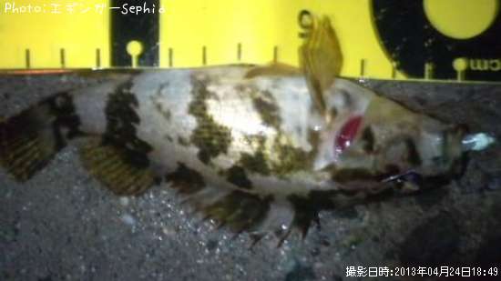 �����Υ���Х�