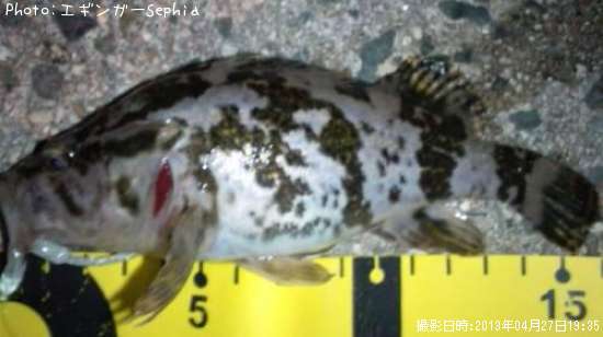 �����Υ���Х�