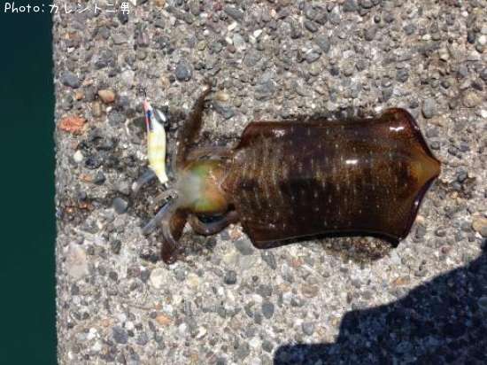 �����ꥤ��