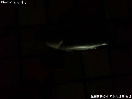 �����Х�