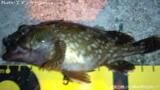 ���������ʥ������