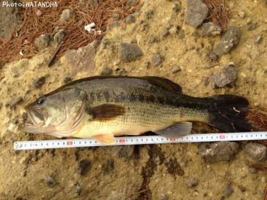 �֥�å��Х�