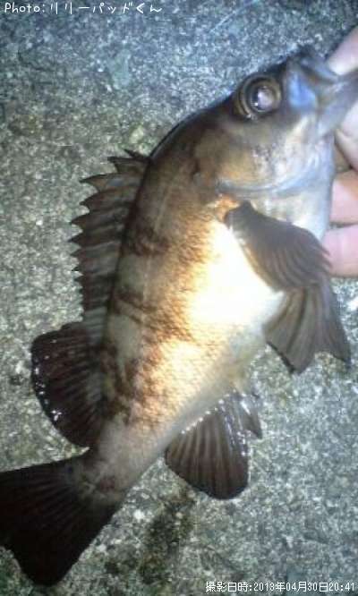 ��Х�����