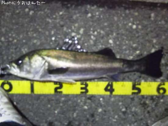 �����Х�