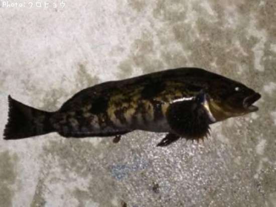 �����ʥ�