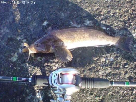 �����ʥ�