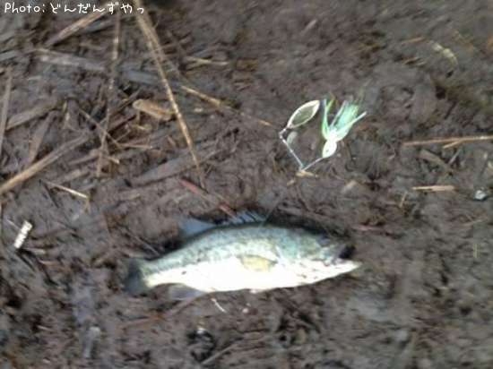 �֥�å��Х�