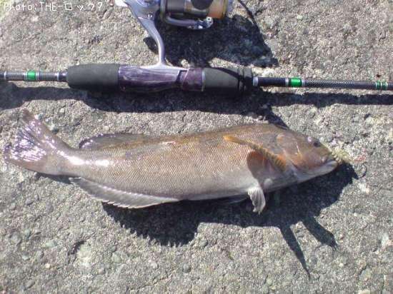 �����ʥ�