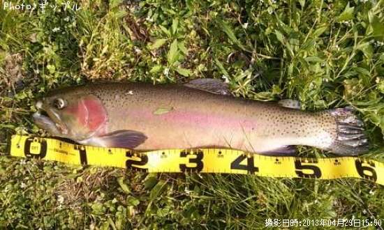 �쥤��ܡ��ȥ饦��