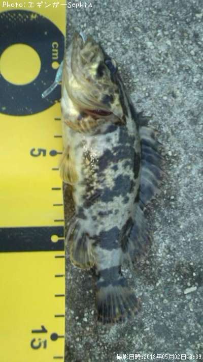 �����Υ���Х�