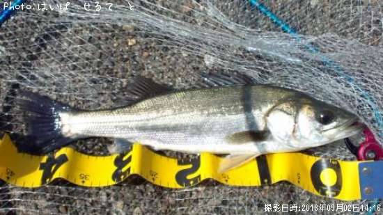 �����Х�