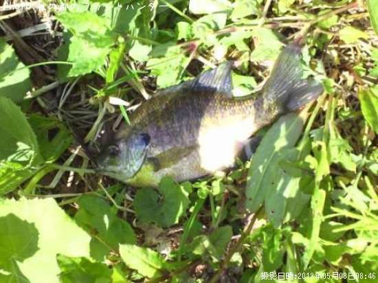 �֥롼����