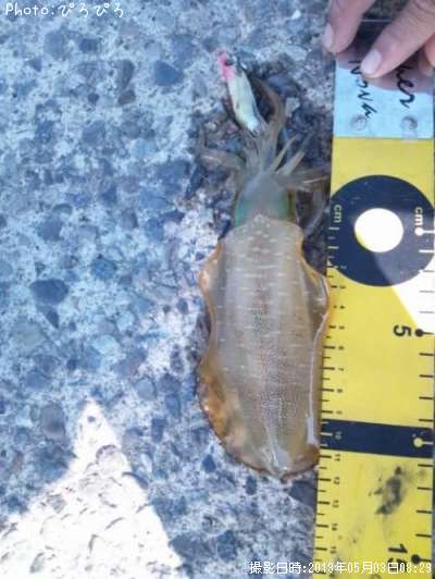 �����ꥤ��