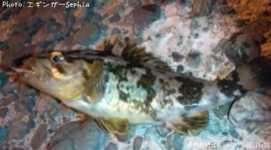 �����Υ���Х�