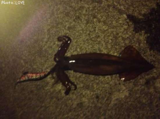 ��ꥤ����