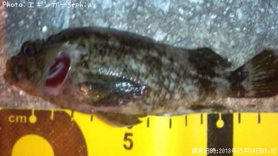 ���������ʥ������