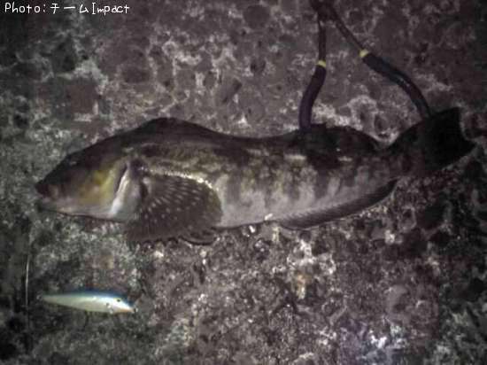 �����ʥ�