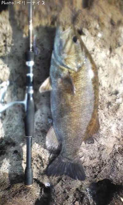 ���⡼��ޥ����Х�