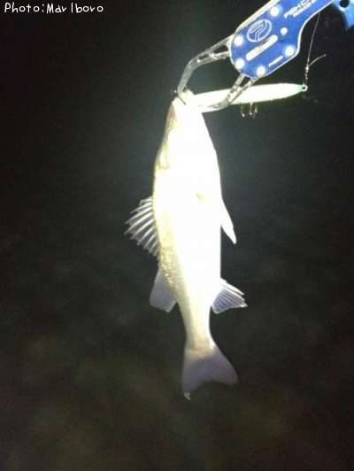 �����Х�