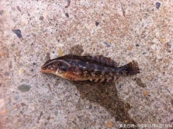 �����ʥ�