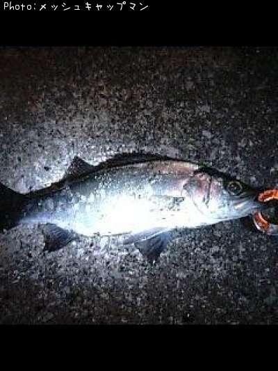 �ҥ饻����