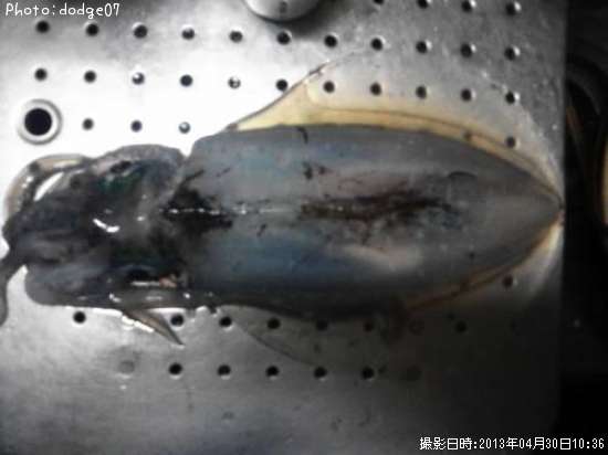 �����ꥤ��