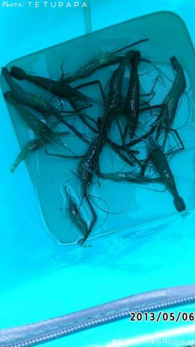 ��Ĺ����