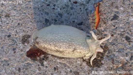 ����䥱����