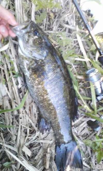 ���⡼��ޥ����Х�