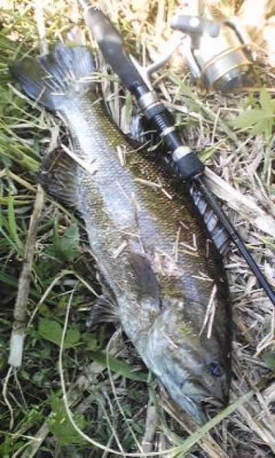 ���⡼��ޥ����Х�