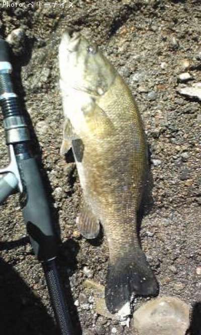 ���⡼��ޥ����Х�