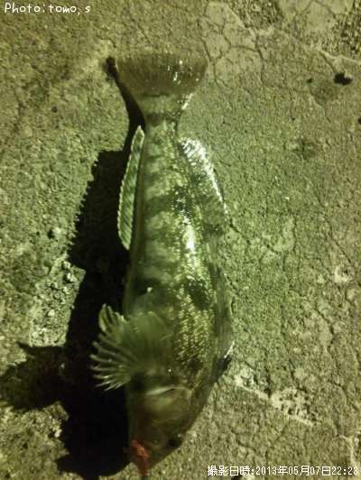 �����ʥ�