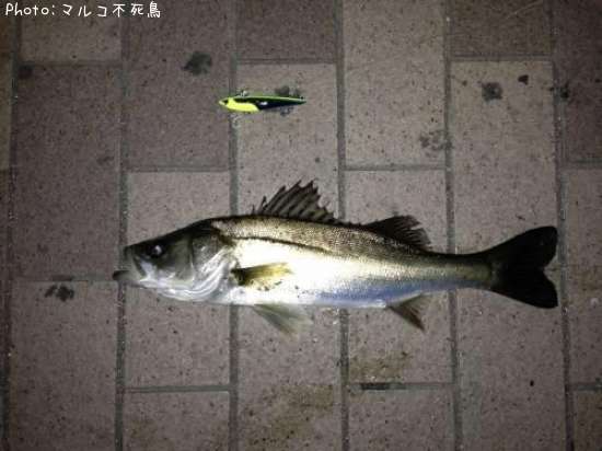 �����Х�