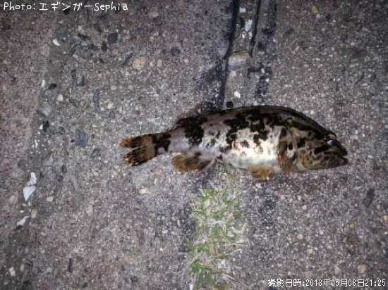 �����Υ���Х�