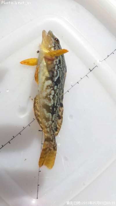 �����ʥ�