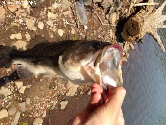 �֥�å��Х�