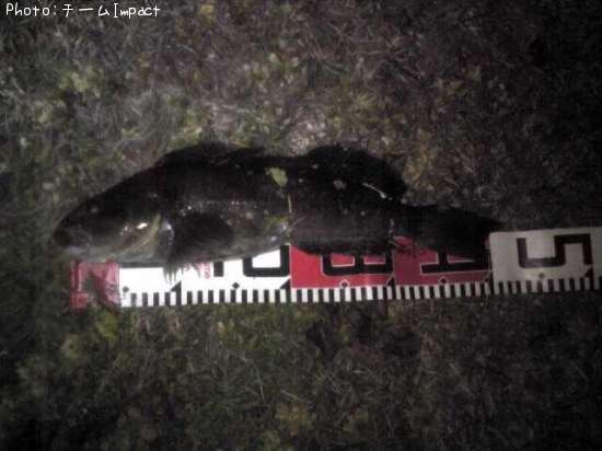 �����ʥ�