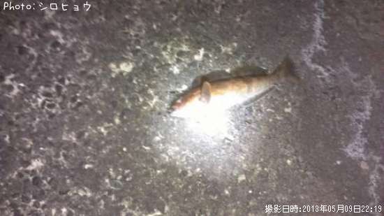 �����ʥ�