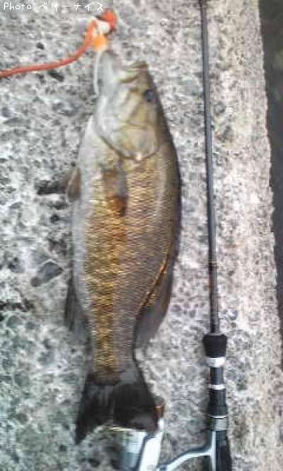 ���⡼��ޥ����Х�