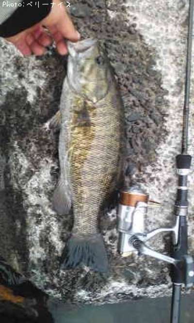 ���⡼��ޥ����Х�