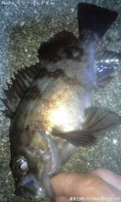 ��Х�����