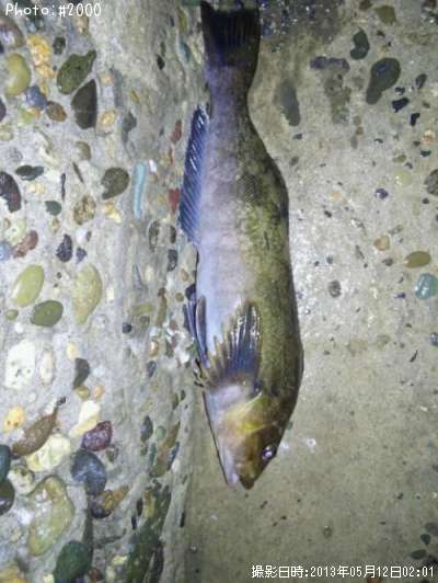 �����ʥ�