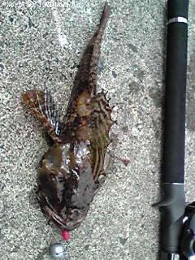 �˥�������