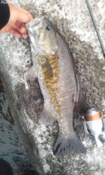 ���⡼��ޥ����Х�