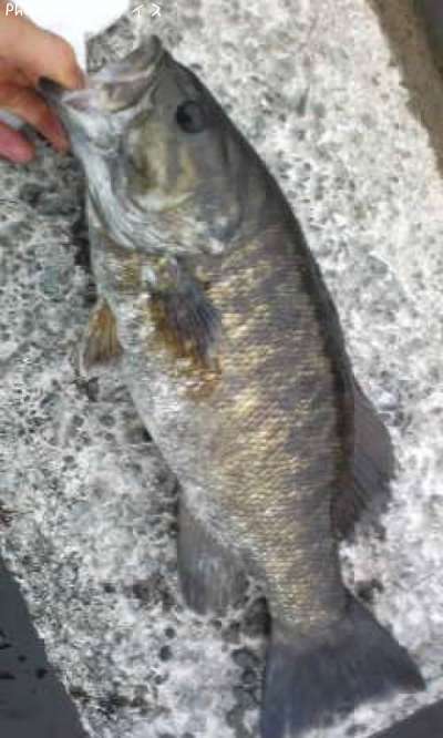 ���⡼��ޥ����Х�