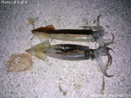 ����ᥤ��