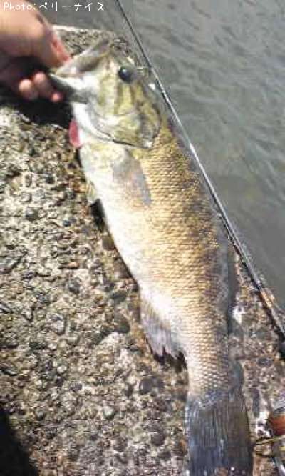 ���⡼��ޥ����Х�