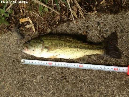 �֥�å��Х�