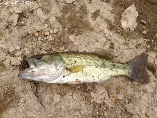 �֥�å��Х�