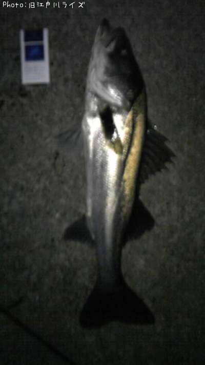 �����Х�